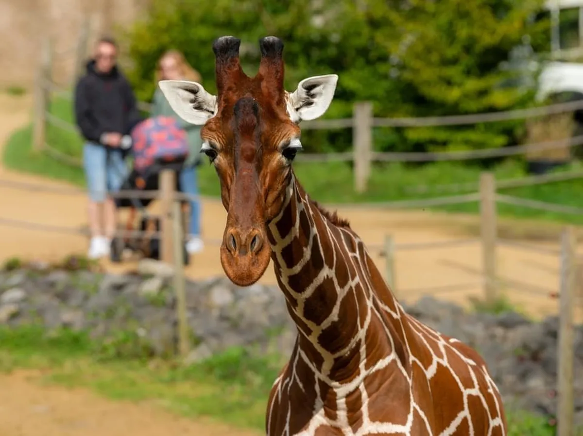 Security Enhanced at Former Bristol Zoo Gardens Following Break-Ins