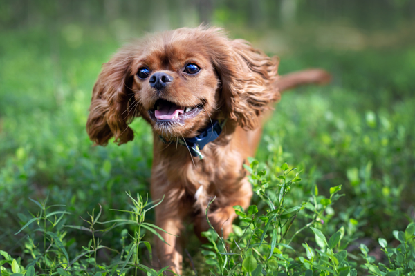 Understanding Canine Digestive Health: Tips for a Happy Tummy 