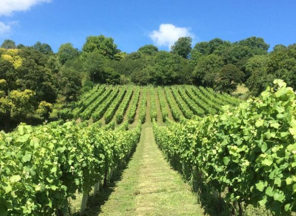 Fenny Castle Vineyard