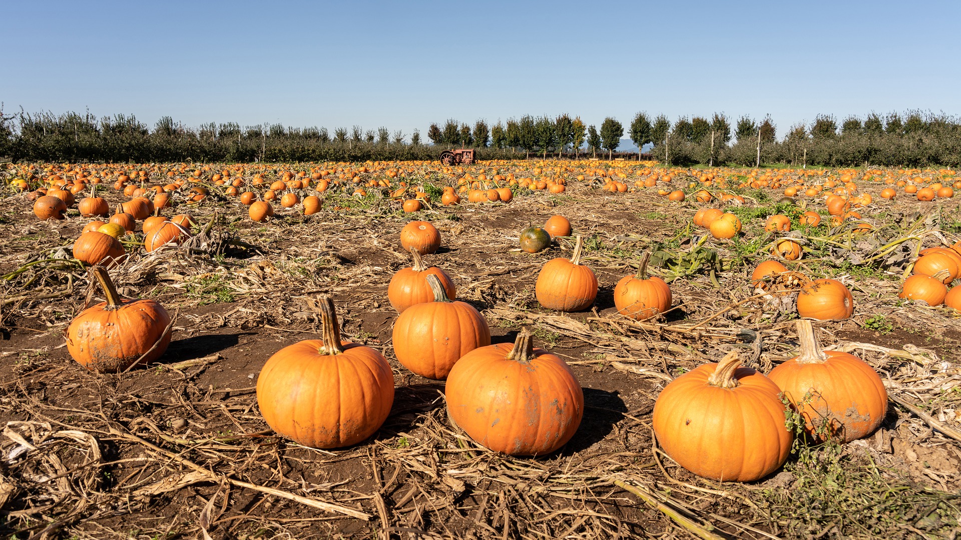 Pumpkin Picking in and Around Bristol Pumpkin Patches Near Me