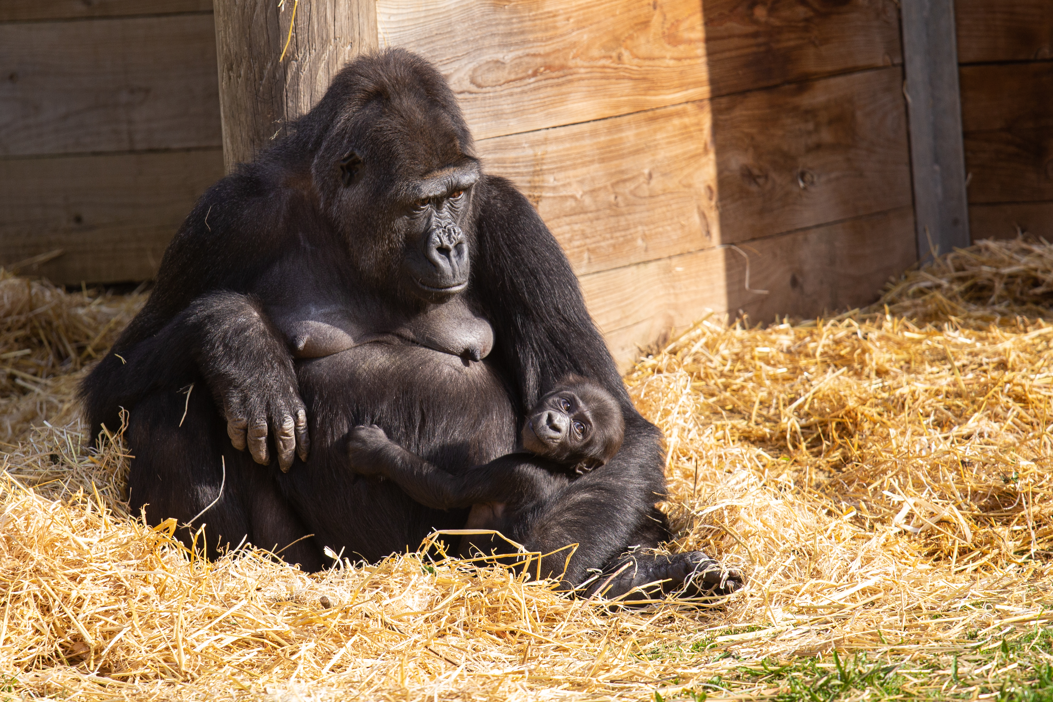 Gorilla Gifts– Bristol Zoological Society